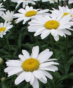 Papatya Tohumu ( Alman Kalıcı Bodur ) Beyaz Renkli - 5 Tohum