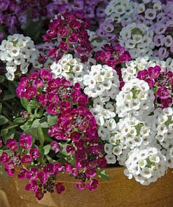 Alyssum Tohumu ( Kraliyet Halısı ) Karışık Renkli - 40 Tohum