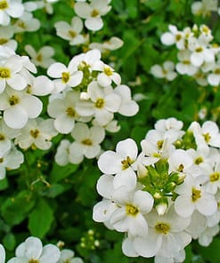 Arabis Tohumu ( Alp Kesimi ) Beyaz Renkli - 20 Tohum