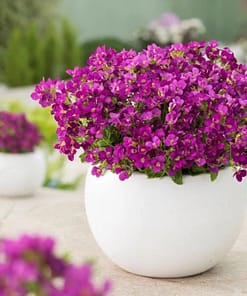 Arabis Tohumu ( Alp Kesimi ) Kırmızı Renkli - 20 Tohum