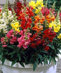 Aslanağzı Tohumu ( İri Çiçekli ) Karışık Renkli - 15 Tohum