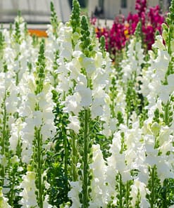 Aslanağzı Tohumu ( Kesimlik ) Beyaz Renkli - 20 Tohum