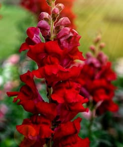 Aslanağzı Tohumu ( Kesimlik ) Kırmızı Renkli - 20 Tohum