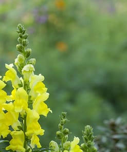 Aslanağzı Tohumu ( Kesimlik ) Sarı Renkli - 20 Tohum