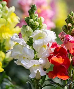 Aslanağzı Tohumu ( Yüksek Boylu ) Karışık Renkli - 8 Tohum