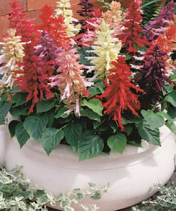 Ateş Çiçeği Tohumu ( İri Çiçekli Bodur ) Karışık Renkli - 15 Tohum