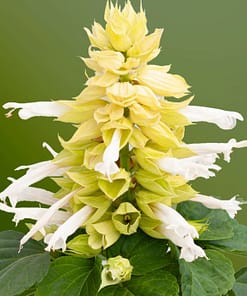 Ateş Çiçeği Tohumu ( Bodur Çok Çiçekli ) Beyaz Renkli - 15 Tohum