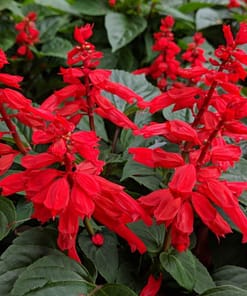 Ateş Çiçeği Tohumu ( Bodur Çok Çiçekli ) Kırmızı Renkli - 15 Tohum