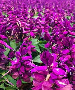 Ateş Çiçeği Tohumu ( Bodur Çok Çiçekli ) Leylak Renkli - 15 Tohum