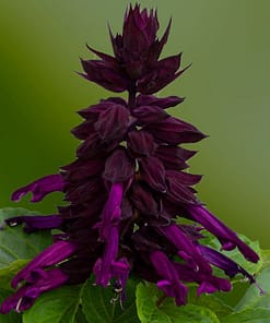 Ateş Çiçeği Tohumu ( Bodur Çok Çiçekli ) Mor Renkli - 15 Tohum