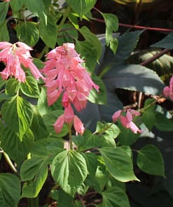 Ateş Çiçeği Tohumu ( Bodur Çok Çiçekli ) Pembe Renkli - 15 Tohum