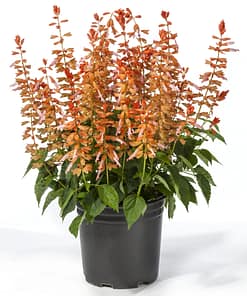 Ateş Çiçeği Tohumu ( Bodur Çok Çiçekli ) Somon Renkli - 15 Tohum