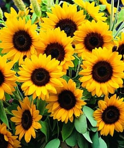 Süs Ayçiçeği Tohumu ( Katlı Çiçek ) Turuncu Siyah - 5 Tohum