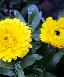 Aynı Sefa Tohumu ( Bon Bon Uzun Boylu ) - Sarı Renkli - 40 Tohum