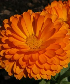 Aynı Sefa Tohumu ( Bon Bon Uzun Boylu ) - Turuncu Renkli - 40 Tohum