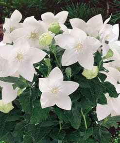 Balon Çiçeği Tohumu ( Büyük Çan Çiçeği ) Beyaz Renkli - 5 Tohum