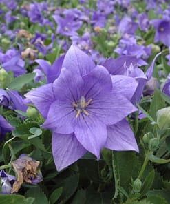 Balon Çiçeği Tohumu ( Büyük Çan Çiçeği ) Mavi Renkli - 5 Tohum