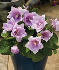 Balon Çiçeği Tohumu ( Büyük Çan Çiçeği ) Pembe Renkli - 5 Tohum