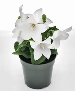 Balon Çiçeği ( Katmerli ) Beyaz Renkli - 5 Tohum