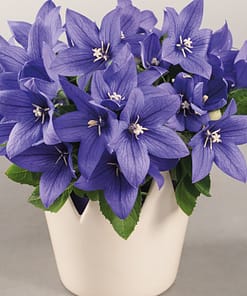 Balon Çiçeği ( Katmerli ) Mavi Renkli - 5 Tohum