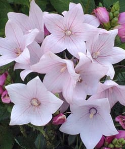 Balon Çiçeği ( Katmerli ) Pembe Renkli - 5 Tohum