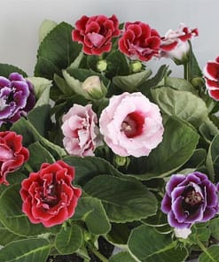 Bardak Menekşesi Tohumu ( Katmerli Büyük Çiçek ) Karışık Renkli - 8 Tohum