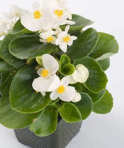 Şeker Begonya Tohumu ( İri Çiçek, Yeşil Yaprak ) Beyaz Renkli - 25 Tohum