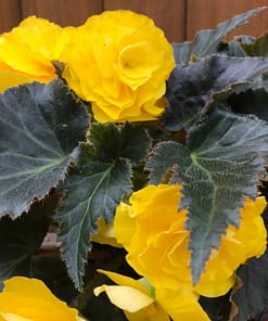 Begonya Tohumu ( Katmerli, Kırmızı Yaprak ) Sarı Renkli - 8 Tohum