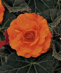 Begonya Tohumu ( Katmerli, Kırmızı Yaprak ) Turuncu Renkli - 8 Tohum