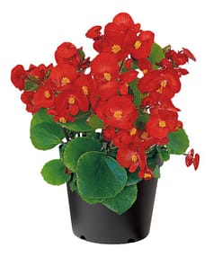 Şeker Begonya Tohumu ( İri Çiçek, Yeşil Yaprak ) Kırmızı Renkli - 25 Tohum