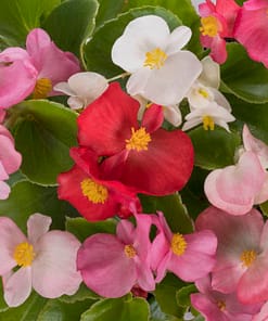 Begonya Tohumu ( Şeker - Yeşil Yaprak ) Karışık Renkli - 40 Tohum