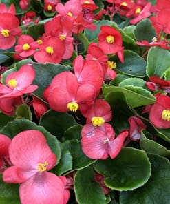 Begonya Tohumu ( Şeker - Yeşil Yaprak ) Pembe Renkli - 40 Tohum