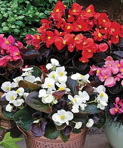 Begonya Tohumu ( Şeker - Kırmızı Yaprak ) Karışık Renkli - 40 Tohum