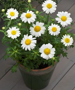 Beyaz Papatya Tohumu ( İri Çiçekli ) - 25 Tohum