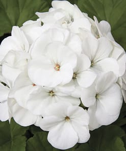 Sardunya Tohumu ( Büyük Top Çiçekli ) Beyaz Renkli - 5 Tohum