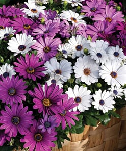 Bodrum Papatyası Tohumu ( Kısa Boylu ) Karışık Renkli - 5 Tohum