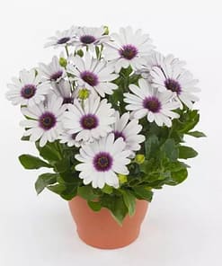 Bodrum Papatyası ( Kalıcı Çok Çiçeklenen ) Beyaz Mor Gözlü Renkli - 5 Tohum