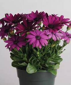 Bodrum Papatyası ( Kalıcı Çok Çiçeklenen ) Mor Renkli - 5 Tohum