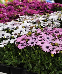 Bodrum Papatyası ( Kalıcı Çok Çiçeklenen ) Sarı, Pembe Renkli - 5 Tohum