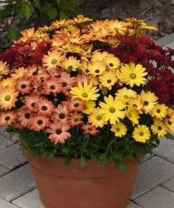 Bodrum Papatyası ( Kalıcı Çok Çiçeklenen ) Turuncu, Kırmızı Renkli - 5 Tohum