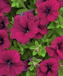 Petunya Çiçeği Tohumu ( İri çiçekli Bodur ) Bordo Renkli - 15 Tohum