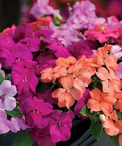 Cam Güzeli Tohumu ( Büyük Çiçekli ) Karışık Renkli - 8 Tohum