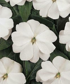 Cam Güzeli Tohumu ( Büyük Çok Çiçekli ) Beyaz Renkli - 10 Tohum