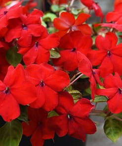 Cam Güzeli Tohumu ( Büyük Çok Çiçekli ) Kırmızı Renkli - 10 Tohum