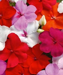 Cam Güzeli Tohumu ( Büyük Çok Çiçekli ) Karışık Renkli - 10 Tohum