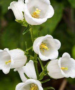 Çan Çiçeği Tohumu ( Mini Maviş ) Beyaz Renkli - 5 Tohum