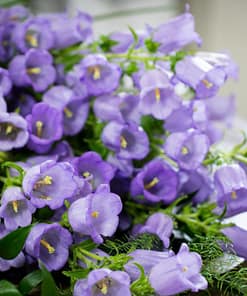 Çan Çiçeği Tohumu ( Mini Maviş ) Leylak Renkli - 5 Tohum