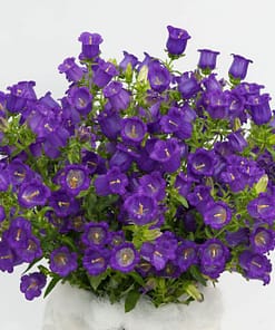 Çan Çiçeği Tohumu ( Mini Maviş ) Mavi Renkli - 5 Tohum