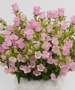 Çan Çiçeği Tohumu ( Mini Maviş ) Pembe Renkli - 5 Tohum