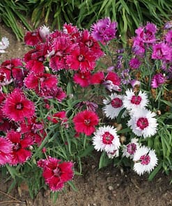 Çin Karanfili Tohumu ( Kokulu Çok Çiçekli ) Karışık Renkli - 5 Tohum